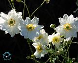 Dog Rose 9A96D-06